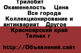 Трилобит Asaphus. Окаменелость. › Цена ­ 300 - Все города Коллекционирование и антиквариат » Другое   . Красноярский край,Талнах г.